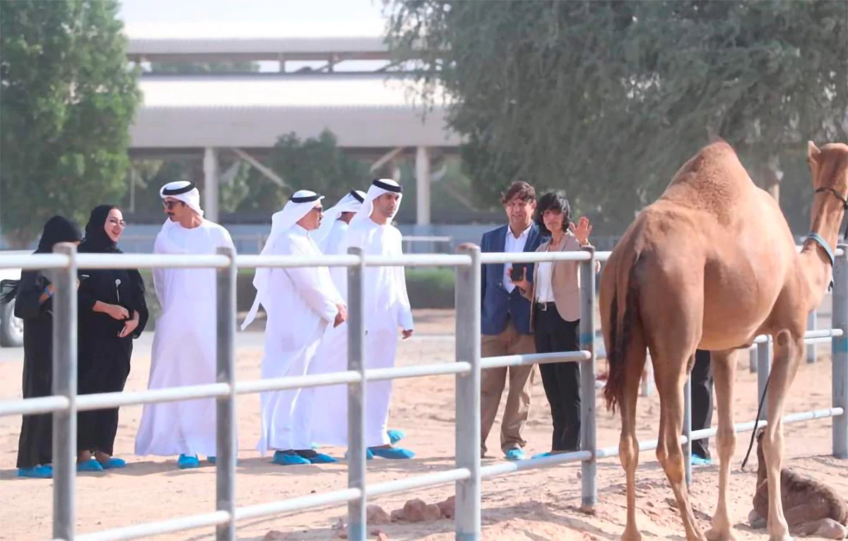 Healthy Camels in Dubai Farm
